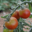 Les Vergers du Mont Canigou, tomates