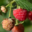 Les Vergers du Mont Canigou, framboises