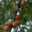 Les Vergers du Mont Canigou, abricots