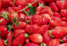 Confithuir, fraises