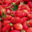 Confithuir, fraises