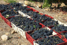 Domaine La Toupie