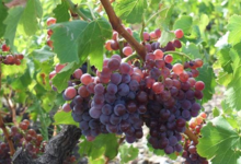Domaine La Toupie