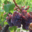Domaine La Toupie
