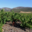 Domaine La Toupie