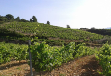Domaine La Toupie