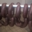 Laffitte et Fils Boucherie / Charcuterie, boudin