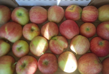 Mas dels Miquels, pommes