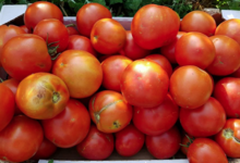 Mas dels Miquels, tomates