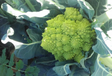 Mas dels Miquels, chou romanesco