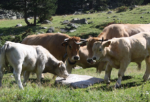 Guasch, qualité ét tradition Catalane