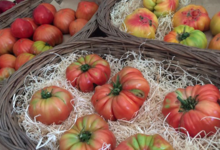 domaine des 4 saisons, Tomates