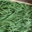 haricots verts