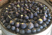 domaine des 4 saisons, figues