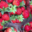 Le jardin bio de Laurie, fraises