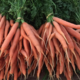 Le jardin bio de Laurie, carottes