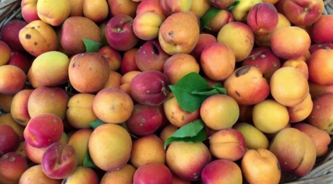 Le jardin bio de Laurie, abricots