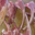 Boucherie de Mica, côtelettes d'agneau catalan