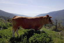 GAEC La Vaca Preciosa