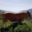 GAEC La Vaca Preciosa