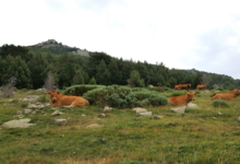 GAEC La Vaca Preciosa