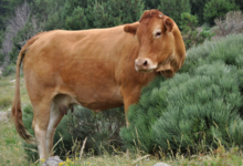 GAEC La Vaca Preciosa
