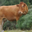 GAEC La Vaca Preciosa