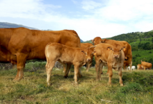 GAEC La Vaca Preciosa