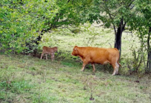 GAEC La Vaca Preciosa