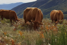 GAEC La Vaca Preciosa