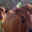 Ferme du moli d'en dagues