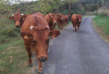 Ferme du moli d'en dagues