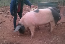 Ferme du moli d'en dagues