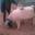 Ferme du moli d'en dagues