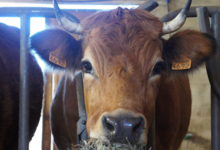 Ferme du moli d'en dagues
