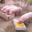 Fromagerie la "Cabrayrisse", colis de viande de porc