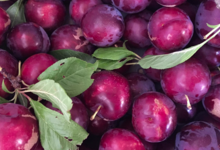 Amethyste-fruits, prunes rouges