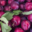 Amethyste-fruits, prunes rouges