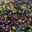 Amethyste-fruits