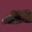 Biscuiterie Jeannette 1850, Theobroma - madeleine chocolat