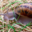 L'escargot De Barjac