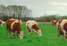Ferme De La Buscaillere