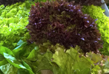 Les légumes bio de Romain, salades