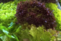 Les légumes bio de Romain, salades