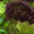 Les légumes bio de Romain, salades