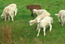 La Ferme De Caussou