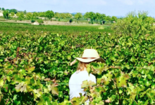 Domaine La Vivarelle