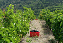 Domaine La Vivarelle