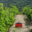 Domaine La Vivarelle