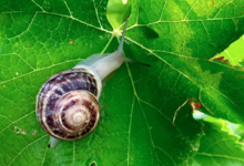 Domaine La Vivarelle